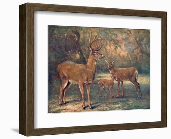 Virginian Deer, Wild Bst-Cuthbert Swan-Framed Art Print