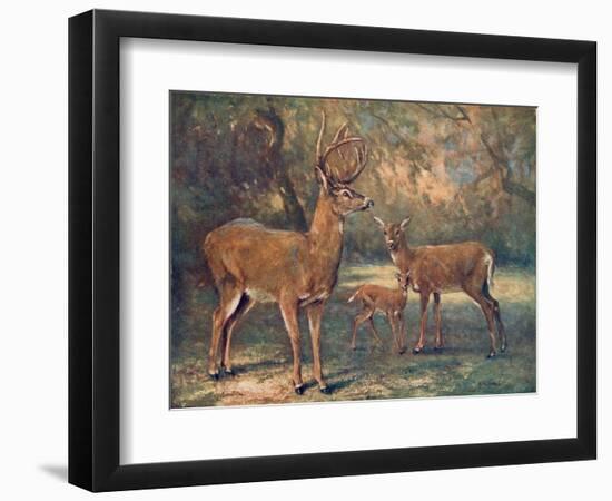 Virginian Deer, Wild Bst-Cuthbert Swan-Framed Art Print