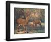 Virginian Deer, Wild Bst-Cuthbert Swan-Framed Art Print