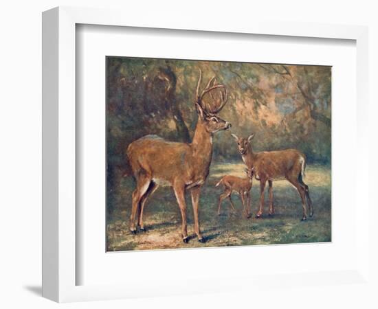 Virginian Deer, Wild Bst-Cuthbert Swan-Framed Art Print