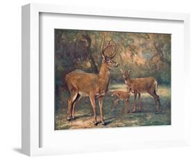 Virginian Deer, Wild Bst-Cuthbert Swan-Framed Art Print