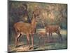 Virginian Deer, Wild Bst-Cuthbert Swan-Mounted Art Print