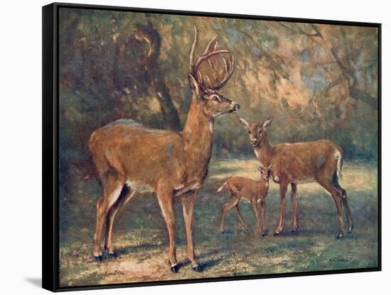 Virginian Deer, Wild Bst-Cuthbert Swan-Framed Stretched Canvas