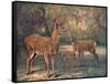 Virginian Deer, Wild Bst-Cuthbert Swan-Framed Stretched Canvas