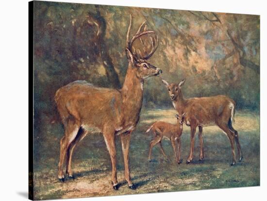 Virginian Deer, Wild Bst-Cuthbert Swan-Stretched Canvas