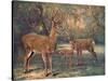 Virginian Deer, Wild Bst-Cuthbert Swan-Stretched Canvas