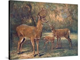 Virginian Deer, Wild Bst-Cuthbert Swan-Stretched Canvas