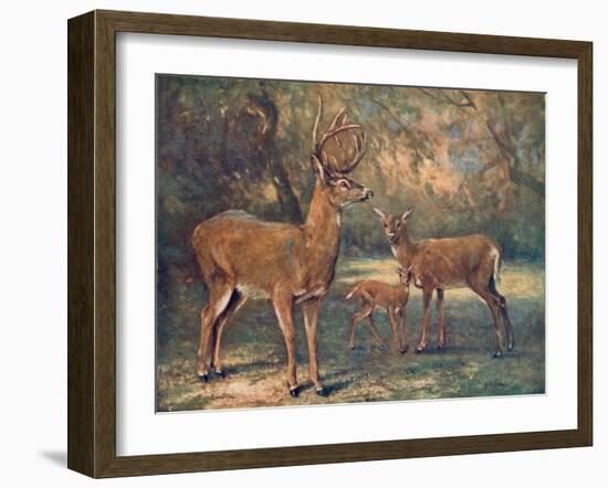 Virginian Deer, Wild Bst-Cuthbert Swan-Framed Art Print