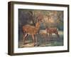 Virginian Deer, Wild Bst-Cuthbert Swan-Framed Art Print