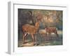 Virginian Deer, Wild Bst-Cuthbert Swan-Framed Art Print