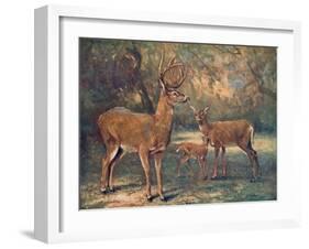 Virginian Deer, Wild Bst-Cuthbert Swan-Framed Art Print