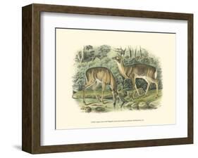 Virginian Deer-John James Audubon-Framed Art Print