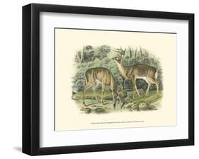 Virginian Deer-John James Audubon-Framed Art Print