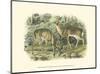 Virginian Deer-John James Audubon-Mounted Art Print