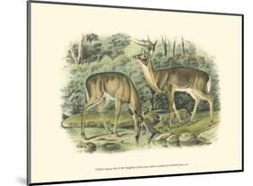 Virginian Deer-John James Audubon-Mounted Art Print