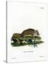 Virginian Flying Squirrel-null-Stretched Canvas