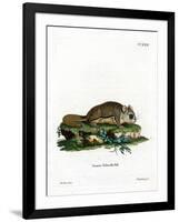 Virginian Flying Squirrel-null-Framed Giclee Print