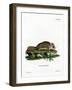 Virginian Flying Squirrel-null-Framed Giclee Print