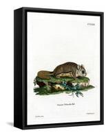 Virginian Flying Squirrel-null-Framed Stretched Canvas