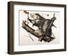 Virginian Opossum, 1845-John James Audubon-Framed Giclee Print