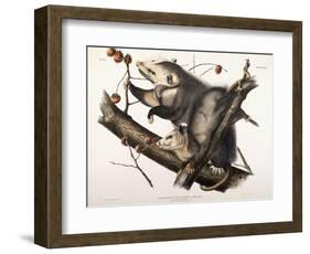 Virginian Opossum, 1845-John James Audubon-Framed Giclee Print