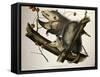 Virginian Opossum, from Quadrupeds of America, Engraved by John T. Bowen-John James Audubon-Framed Stretched Canvas