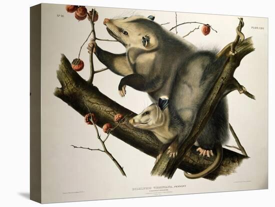 Virginian Opossum, from Quadrupeds of America, Engraved by John T. Bowen-John James Audubon-Stretched Canvas