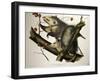 Virginian Opossum, from Quadrupeds of America, Engraved by John T. Bowen-John James Audubon-Framed Giclee Print