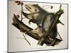 Virginian Opossum, from Quadrupeds of America, Engraved by John T. Bowen-John James Audubon-Mounted Giclee Print