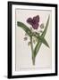 Virginian Tradescantia or Spiderwort-William Curtis-Framed Art Print