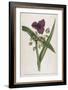 Virginian Tradescantia or Spiderwort-William Curtis-Framed Art Print