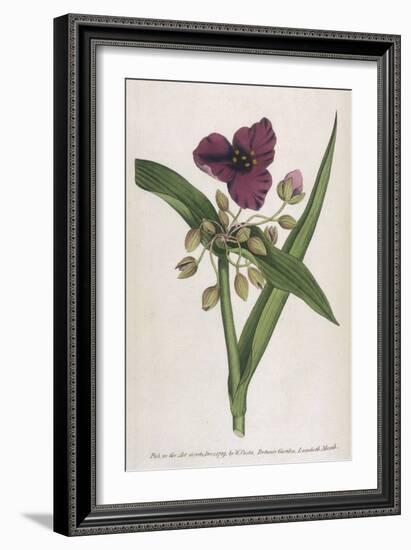 Virginian Tradescantia or Spiderwort-William Curtis-Framed Art Print