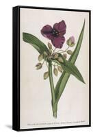 Virginian Tradescantia or Spiderwort-William Curtis-Framed Stretched Canvas