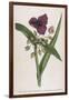 Virginian Tradescantia or Spiderwort-William Curtis-Framed Art Print