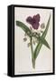 Virginian Tradescantia or Spiderwort-William Curtis-Framed Stretched Canvas