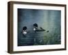 Virginias Loons-Kevin Dodds-Framed Premium Giclee Print