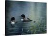 Virginias Loons-Kevin Dodds-Stretched Canvas