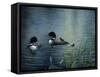 Virginias Loons-Kevin Dodds-Framed Stretched Canvas