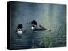 Virginias Loons-Kevin Dodds-Stretched Canvas