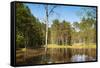 Viru Bog (Viru Raba) Peat Swamp, Lahemaa National Park, Harjumaa-Nico Tondini-Framed Stretched Canvas