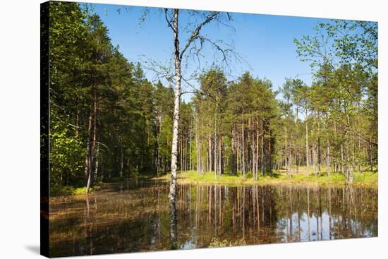 Viru Bog (Viru Raba) Peat Swamp, Lahemaa National Park, Harjumaa-Nico Tondini-Stretched Canvas