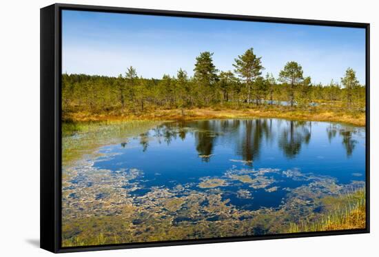 Viru Bog (Viru Raba) Peat Swamp, Lahemaa National Park, Harjumaa-Nico Tondini-Framed Stretched Canvas