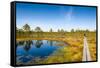 Viru Bog (Viru Raba) Peat Swamp, Lahemaa National Park, Harjumaa-Nico Tondini-Framed Stretched Canvas