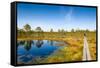 Viru Bog (Viru Raba) Peat Swamp, Lahemaa National Park, Harjumaa-Nico Tondini-Framed Stretched Canvas