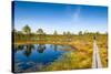 Viru Bog (Viru Raba) Peat Swamp, Lahemaa National Park, Harjumaa-Nico Tondini-Stretched Canvas