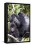 Virunga Mountains, Rwanda, Africa. Mountain Gorilla adult and young.-Karen Ann Sullivan-Framed Stretched Canvas