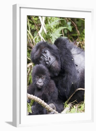 Virunga Mountains, Rwanda, Africa. Mountain Gorilla adult and young.-Karen Ann Sullivan-Framed Photographic Print