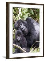 Virunga Mountains, Rwanda, Africa. Mountain Gorilla adult and young.-Karen Ann Sullivan-Framed Photographic Print