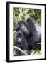 Virunga Mountains, Rwanda, Africa. Mountain Gorilla adult and young.-Karen Ann Sullivan-Framed Photographic Print