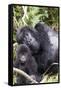 Virunga Mountains, Rwanda, Africa. Mountain Gorilla adult and young.-Karen Ann Sullivan-Framed Stretched Canvas